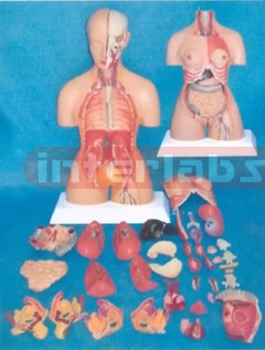 85 CM TALL INDO-TYPE HUMAN TORSO MODEL